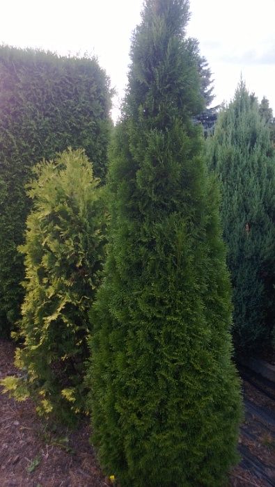 Tuja AUREOSPICATA 3 metry wysokości 120 cm. szerokości, tuje szmaragd