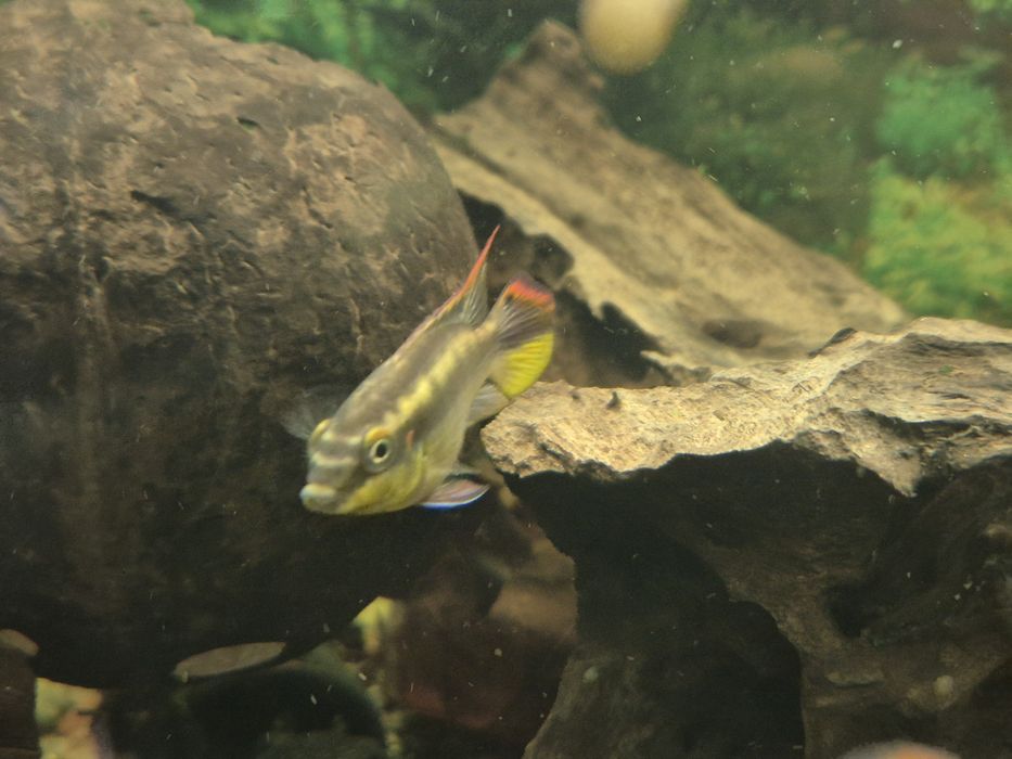 Barwniak Czerwonobrzuchy