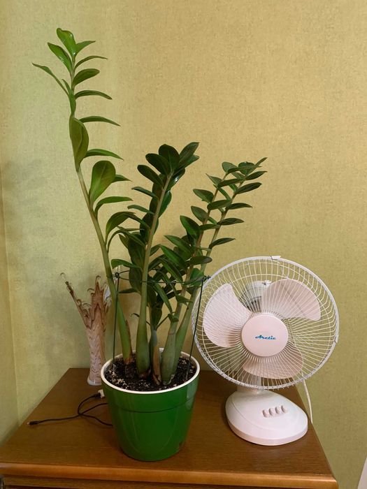 Врієзія, заміакулькас (76 см) , спатифілум, кактуси.