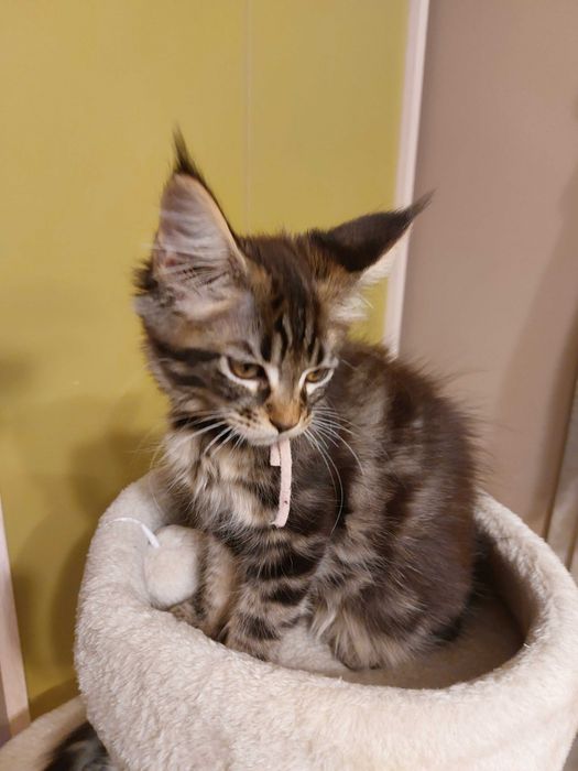 Koteczka rasy Maine Coon z rodowodem