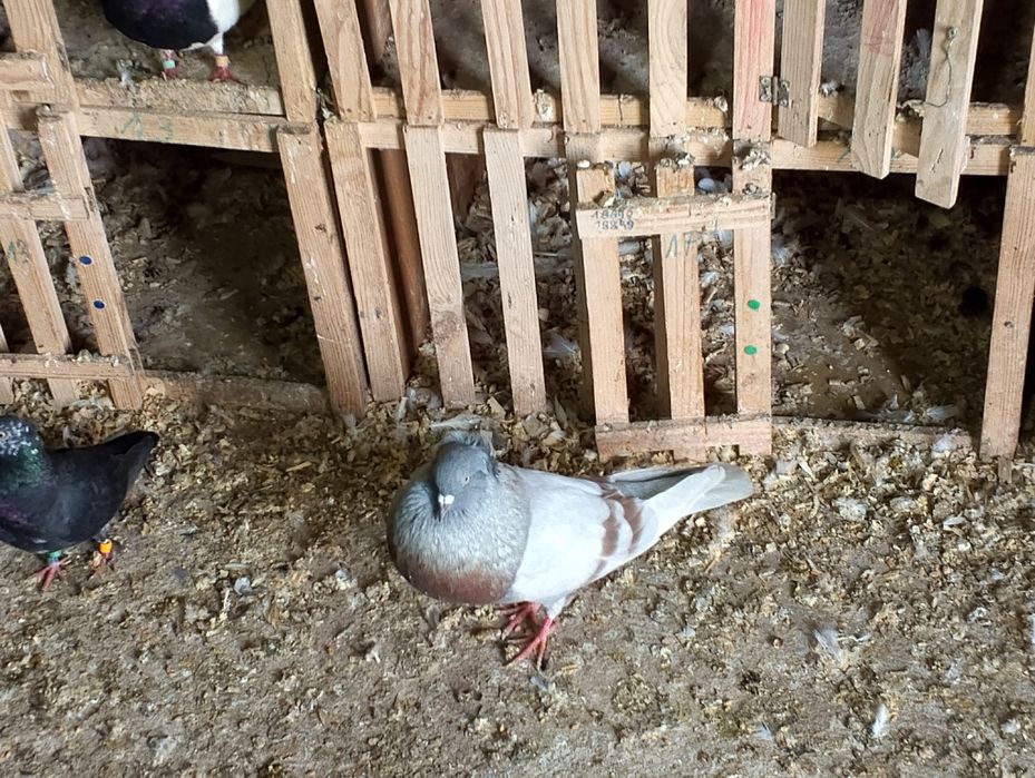 Mogę dowiesc do Złoczewa Garłacz koroniasty gołębie staficery