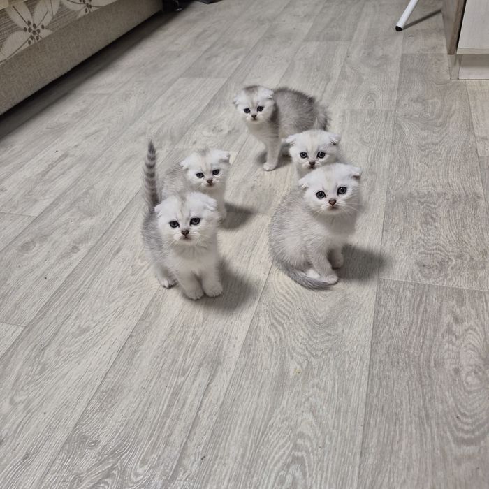 Шотландские котята серебристая шиншилла, вислоухая  девочка