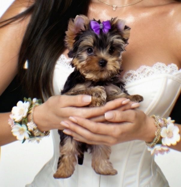 Йорк . Хлопчик . Продаж.  Проф. Росплідник