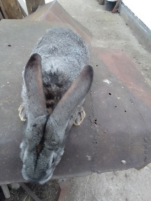 Продаються кролі.