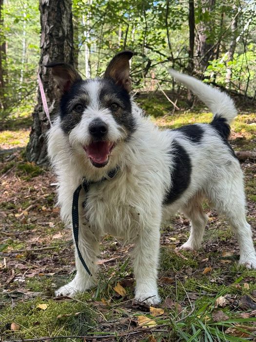 Szorsciak do adopcji piesek terrier