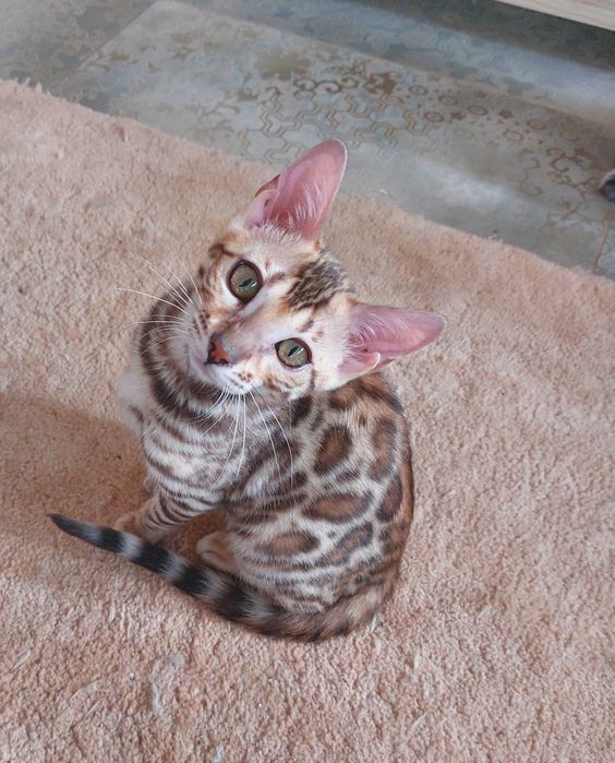 Kotka  Bengalska rodowód FPL