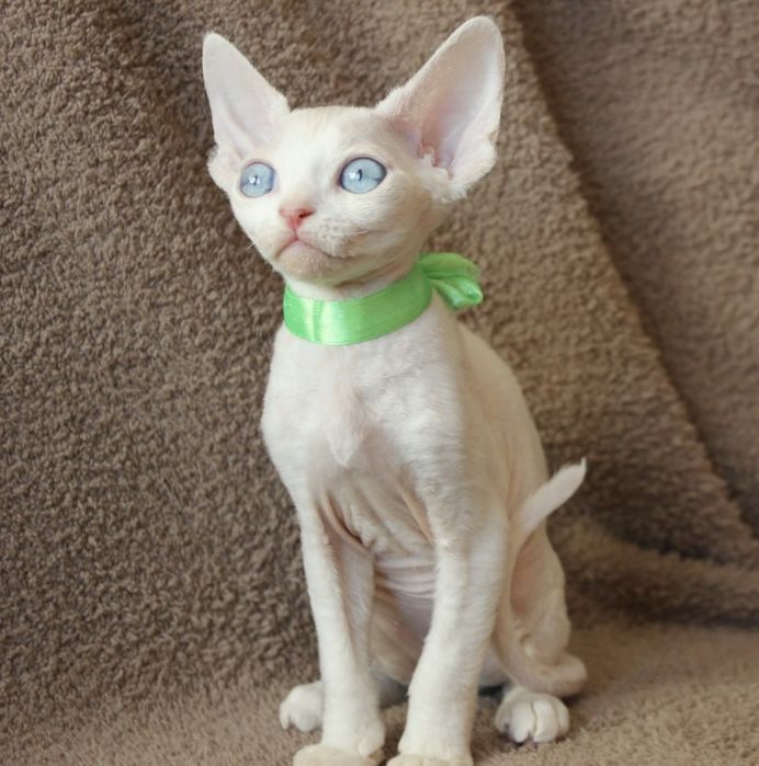 Кошенята девон-рекс