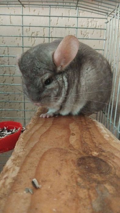 гризун, хлрпчик 2.5 роки