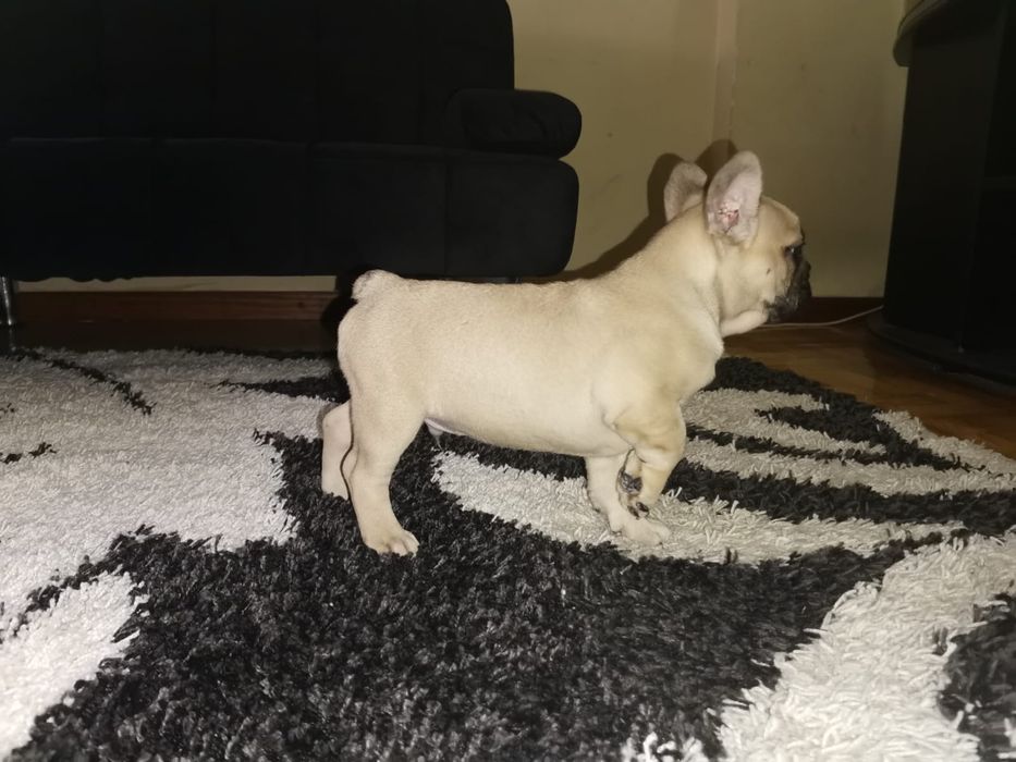 Bulldog  frances   Fawn