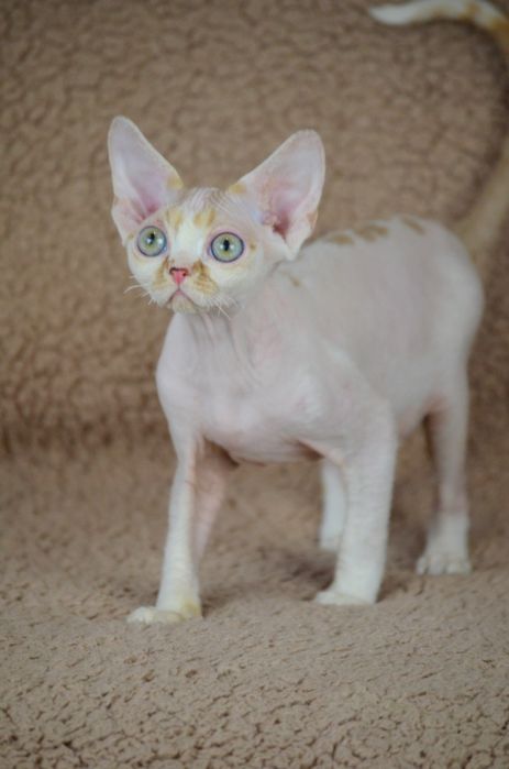 Девон рекс котик, в домашні улюбленці