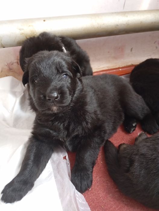 Продаж цуценят ДШ Німецької вівчарки