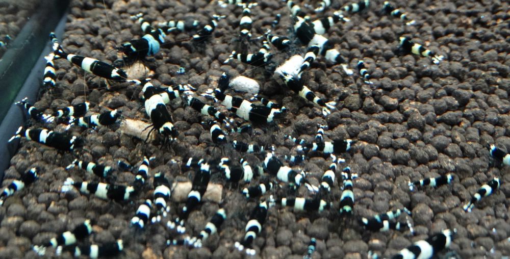 Krewetki Caridina Taiwan Bee Panda ZAMIANA GRATIS PROMOCJA