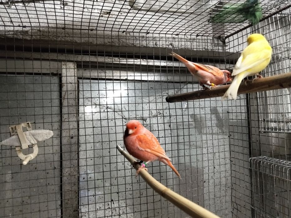 Canários 2025... 6 casais disponíveis