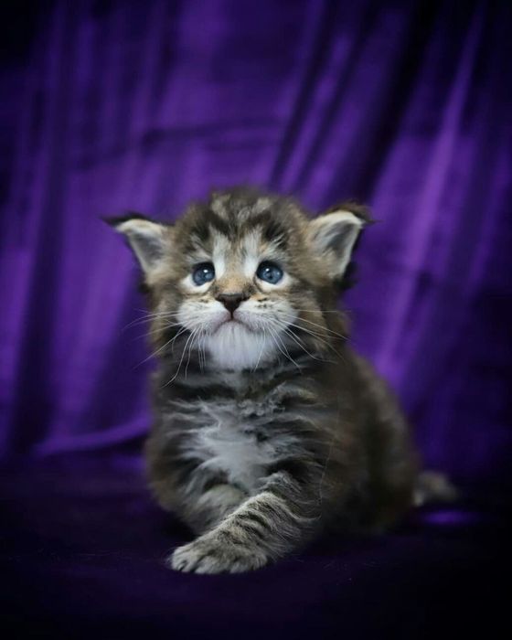 Поспішайте забронювати кошенятка Мейнкун
