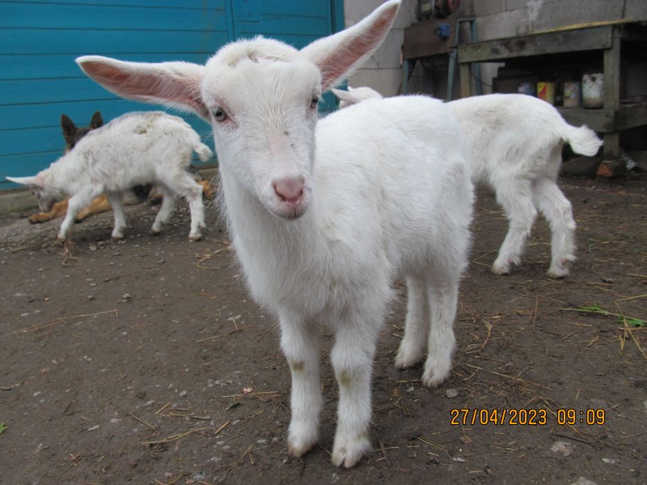 Кози, козенята зааненські