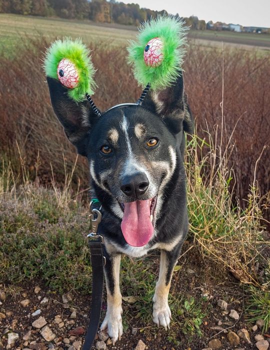 Kto pokocha dorosłego psa? Uroczy mix łajka szuka domu