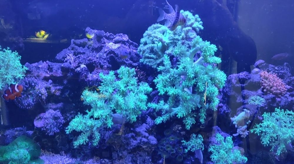 Coral muito fácil