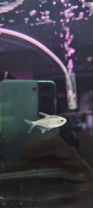 Błyszczyk brylantowy (tetra diamentowa)