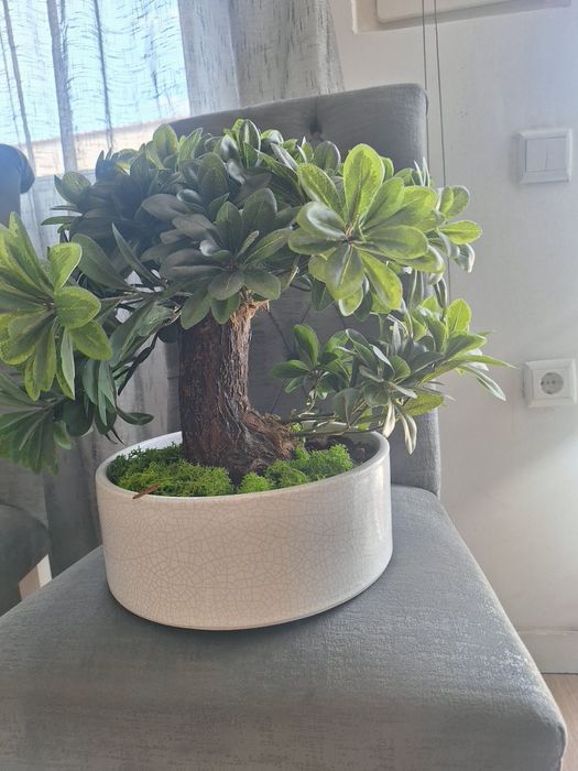 Bonsai ficus com folhagem artificial e tronco verdadeiro