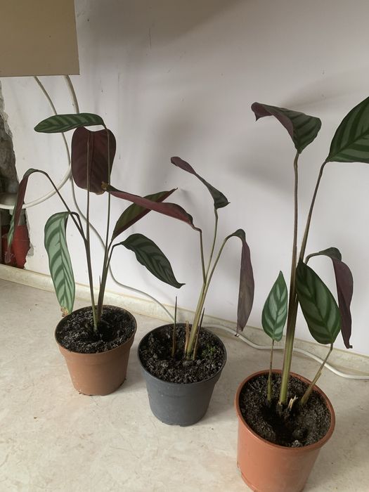 Вазони калатая сукуленти