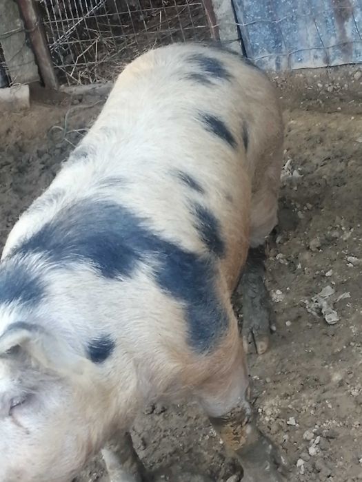 Vendo porco de cobriçao (inteiro)