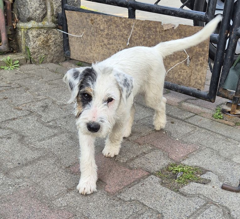 Parson Russell Terrier