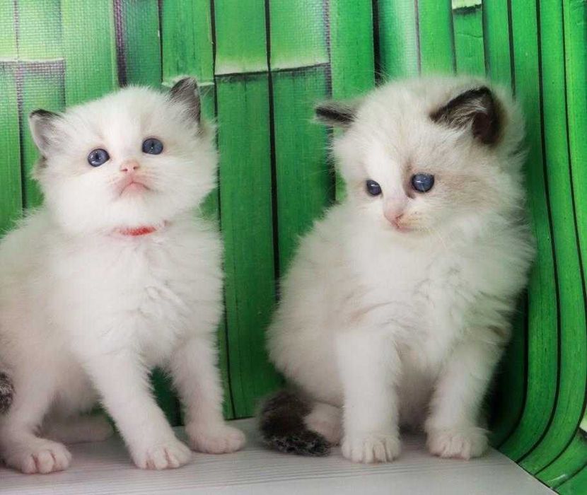 Чистокровні котики з яскравими очима-Ragdoll (Регдолл