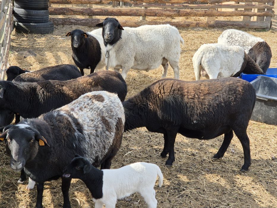 Owce Dorper 50% Baran Dorper 100% z Czech z rodowodem GRATIS!