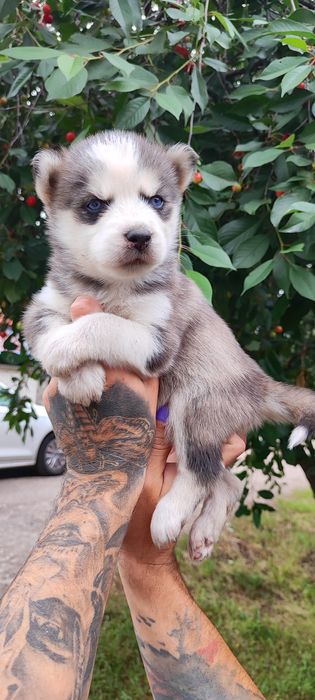 Сибірський хаскі -