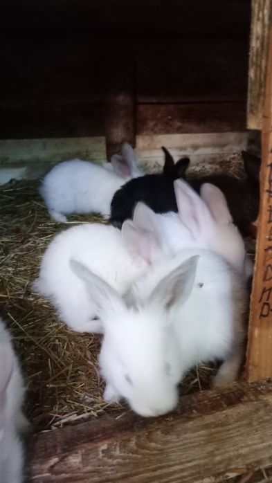 Króliki młode mieszańce