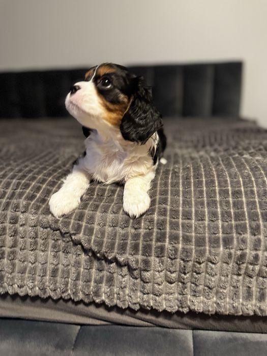Cavalier king charles spaniel