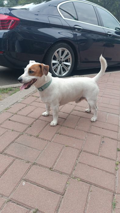 Джек Рассел терьер