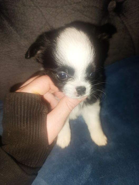 Предлагается к продаже мальчик чихуа