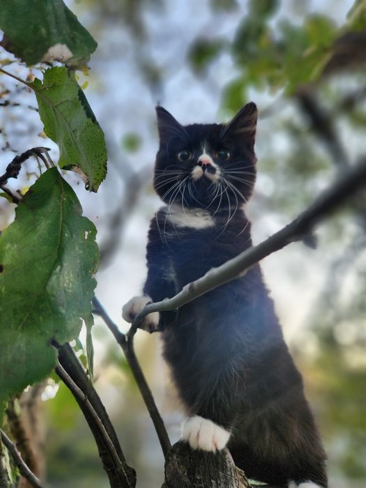 Кошенята "смокінг"