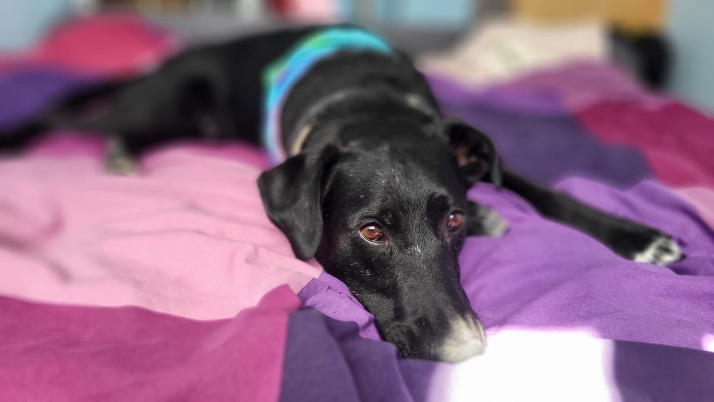 Charlie poleca się do adopcji!