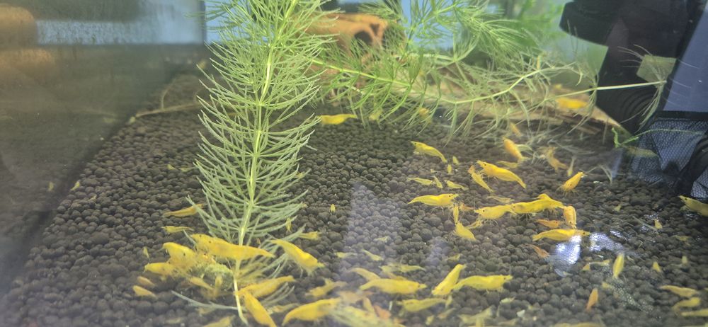 Krewetki Yellow neocaridina