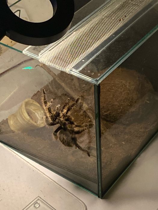 Тераріум скляний  квадратний 20*20*