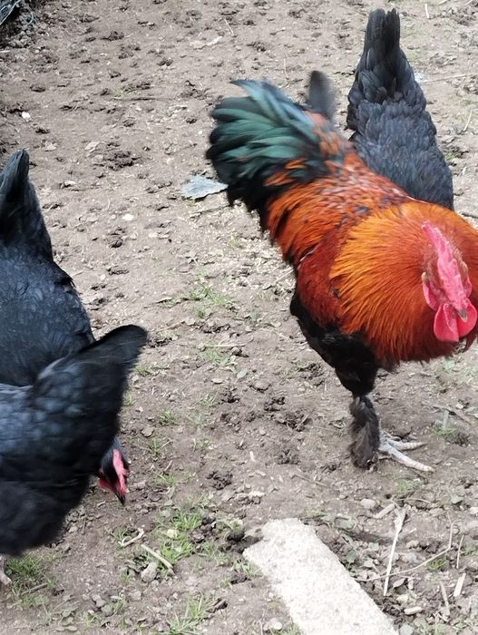 Ovos Marans ferteis