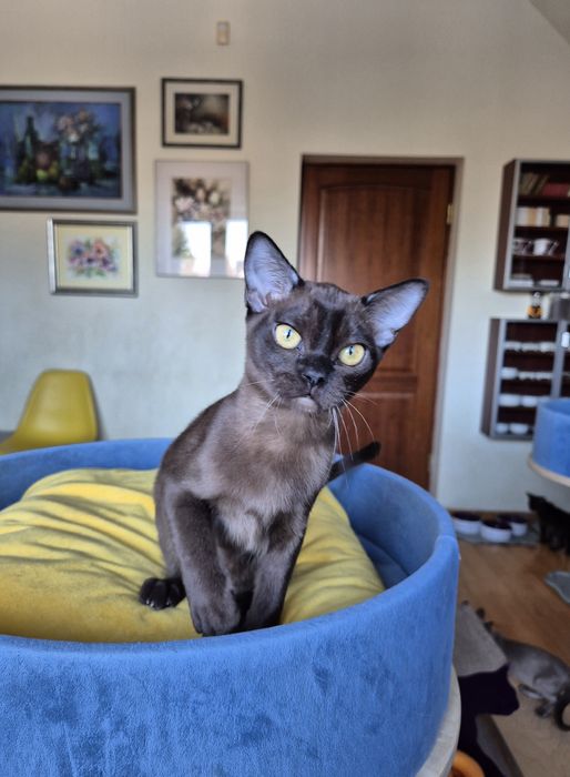 sobolowy kocurek burmski (kocięta burmańskie)