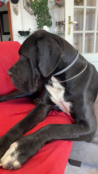 Dogue Alemao Preto Macho