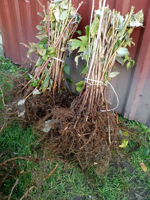 Witam sprzedam sadzonki maliny polonez