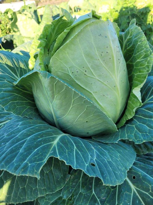 Legumes frescos de cultivo próprio à venda