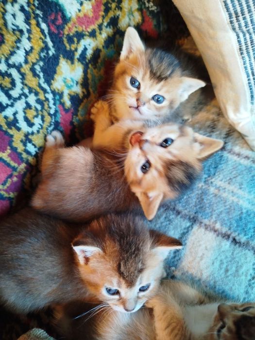 Шотландские котятя