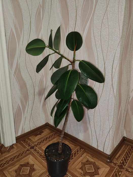 Продам комнатное растение Фикус