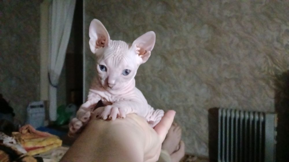 Донской сфинкс 2 місяці