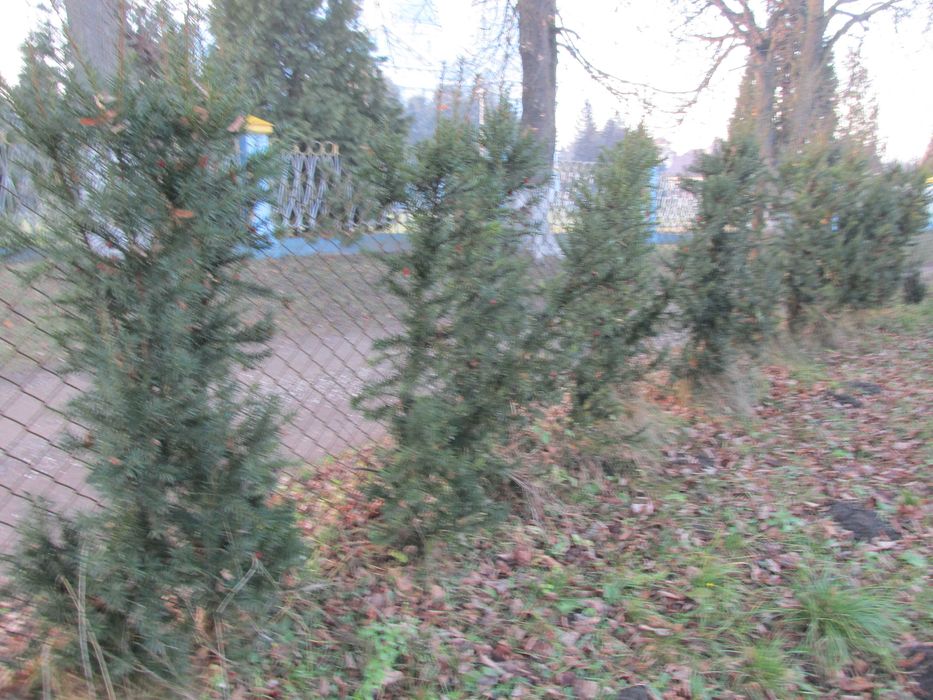 Тис ягідний(саджанці)