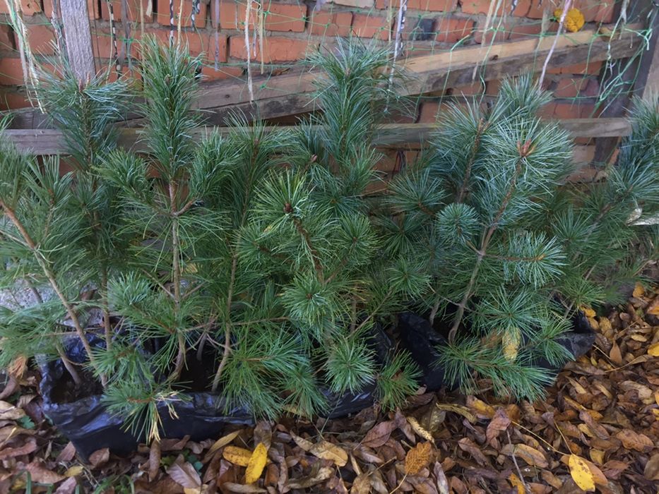 Кедр Корейський, саджанці 50 см. Сосна, хвойні.