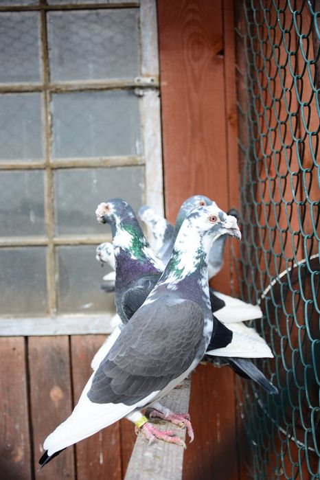 Gołębie Staropolskie