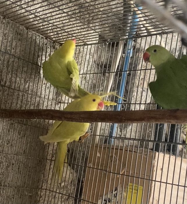 Ring Neckes para venda ou troca