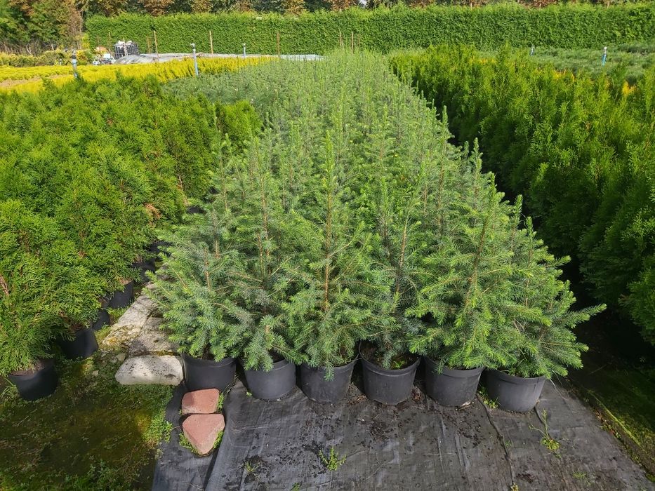 Świerk Serbski 60-70 cm w doniczce c5, 35,00 zł